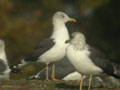 Goéland brun Larus fuscus