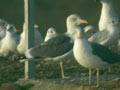 Goéland brun Larus fuscus