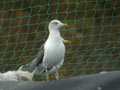 Goéland brun Larus fuscus