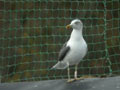 Goéland brun Larus fuscus