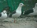 Goéland brun Larus fuscus graellsii E763