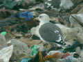 Goéland brun Larus fuscus graellsii E763