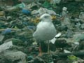 Goéland brun Larus fuscus graellsii E763