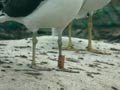 Goéland brun Larus fuscus