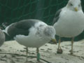 Goéland brun Larus fuscus