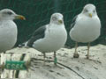 Goéland brun Larus fuscus