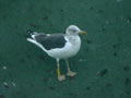 Goéland brun Larus fuscus