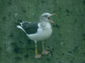 Goéland brun Larus fuscus