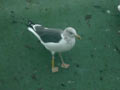 Goéland brun Larus fuscus