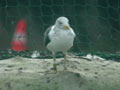 Goéland brun Larus fuscus