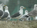 Goéland brun Larus fuscus