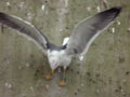 Goéland brun Larus fuscus