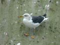 Goéland brun Larus fuscus