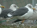 Goéland brun Larus fuscus