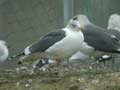 Goéland brun Larus fuscus