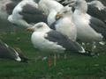 Goéland brun Larus fuscus graellsii E763