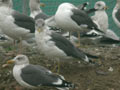 Goéland brun Larus fuscus