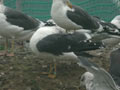 Goéland brun Larus fuscus