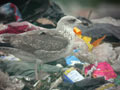 Goéland brun Larus fuscus