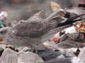 Goéland brun Larus fuscus