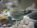 Goéland brun Larus fuscus