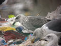 Goéland brun Larus fuscus