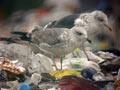 Goéland brun Larus fuscus