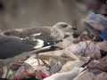 Goéland brun Larus fuscus