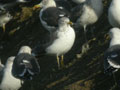 Goéland brun Larus fuscus