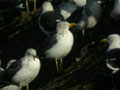 Goéland brun Larus fuscus