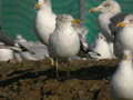 Goéland brun Larus fuscus