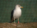 Goéland brun Larus fuscus