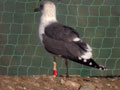 Goéland brun Larus fuscus