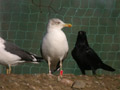 Goéland brun Larus fuscus