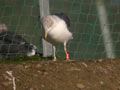 Goéland brun Larus fuscus