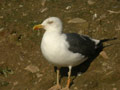 Goéland brun Larus fuscus