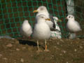 Goéland brun Larus fuscus