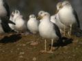 Goéland brun Larus fuscus