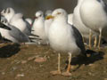 Goéland brun Larus fuscus