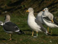 Goéland brun Larus fuscus