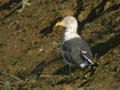 Goéland brun Larus fuscus