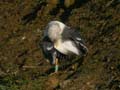 Goéland brun Larus fuscus