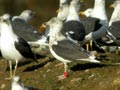 Goéland brun Larus fuscus