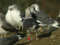 Goéland brun Larus fuscus