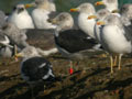 Goéland brun Larus fuscus