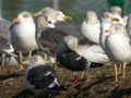 Goéland brun Larus fuscus