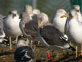 Goéland brun Larus fuscus