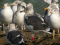 Goéland brun Larus fuscus