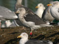 Goéland brun Larus fuscus