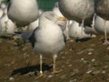 Goéland brun Larus fuscus